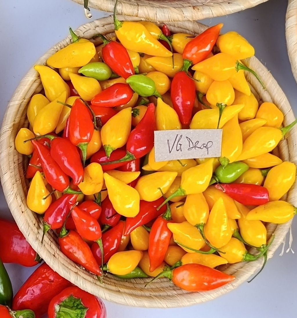 Graines VG Drop Rouge Bio - Piment sans piquant - 15 graines