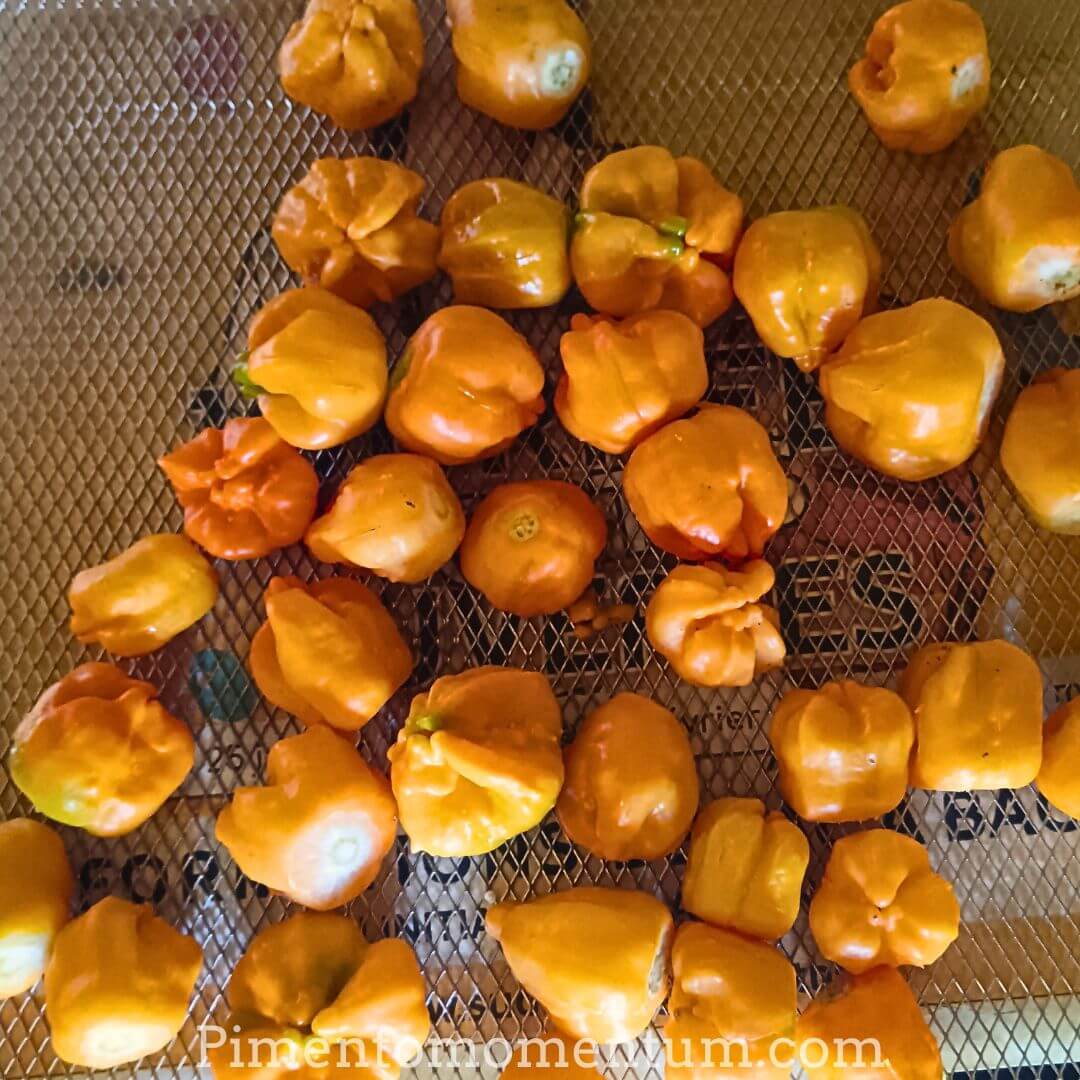 Aji Mango orange prêt pour le séchage lent et artisanale, sur claie - Production bio du Lot-et-Garonne.