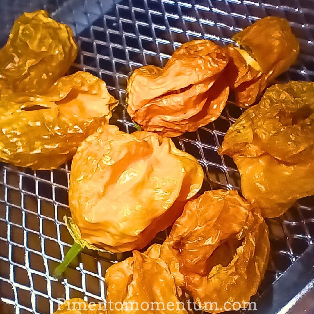 Aji Mango séchés déshydrateur artisanal - Piments péruviens saveur mangue bio France