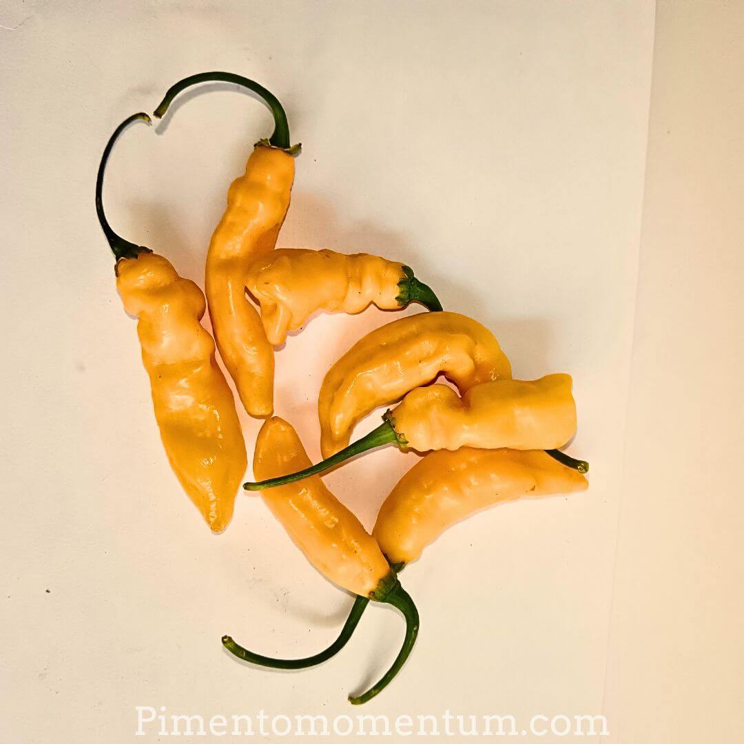 beaux piments chenille blanc - aribibi gusano - aji gusanito - originare de Bolivie cultivé en lot et garonne