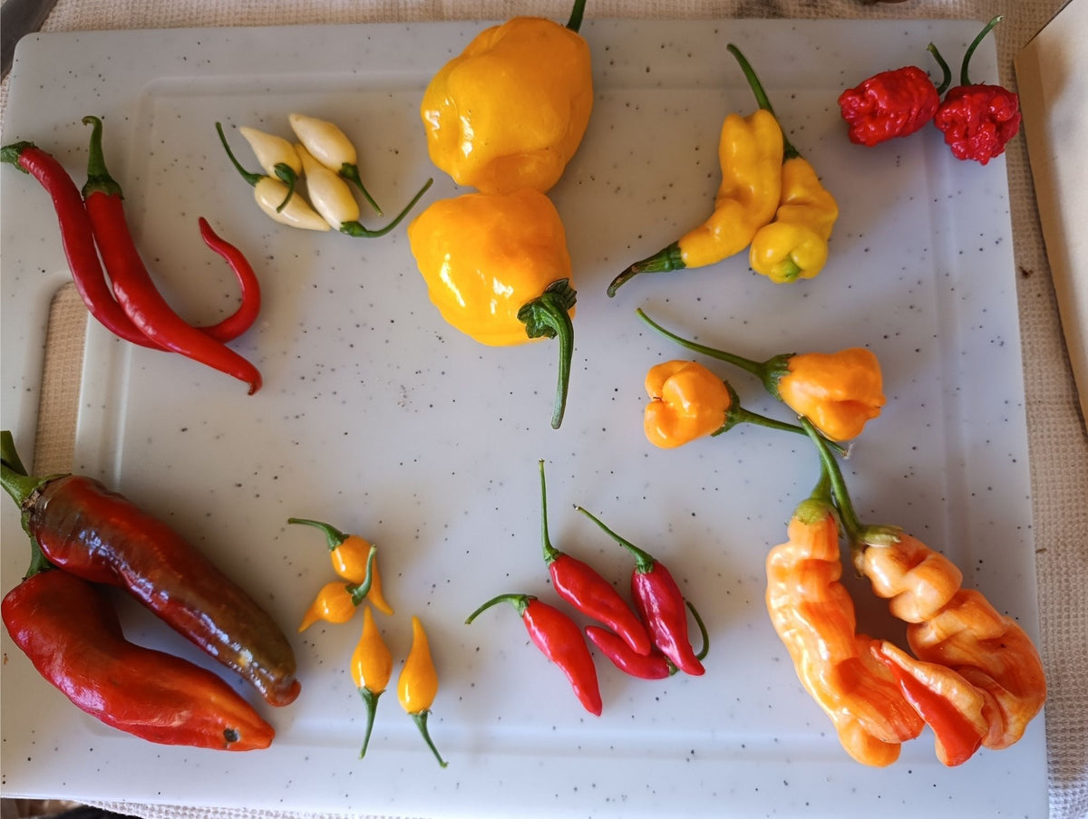 Exemple de box de piments frais bio avec La Fournaise, Dame Jeanette, Habanero Big Sun, Coyote Zan, Cayenne rouge, Aji Mango, Sugar Rush Stripey, Mini Végétarien, Biquinho jaune et Friarello