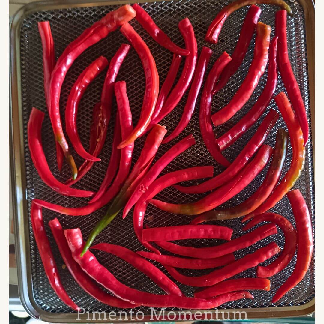 Piment cayenne long colombien, 15 à 35 cm de long, disposés sur une grille de séchoir pour séchage long à basse température