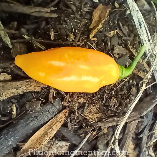 Fatalii Jaune frais texture ridée - Piment africain ultra-fort bio Lot-et-Garonne