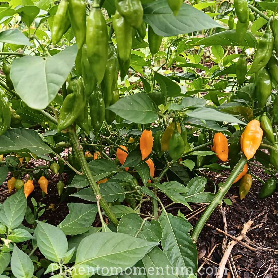 Fatalii Jaune sur plants en pleine production - Piments africains ultra-forts bio Pimento Momentum