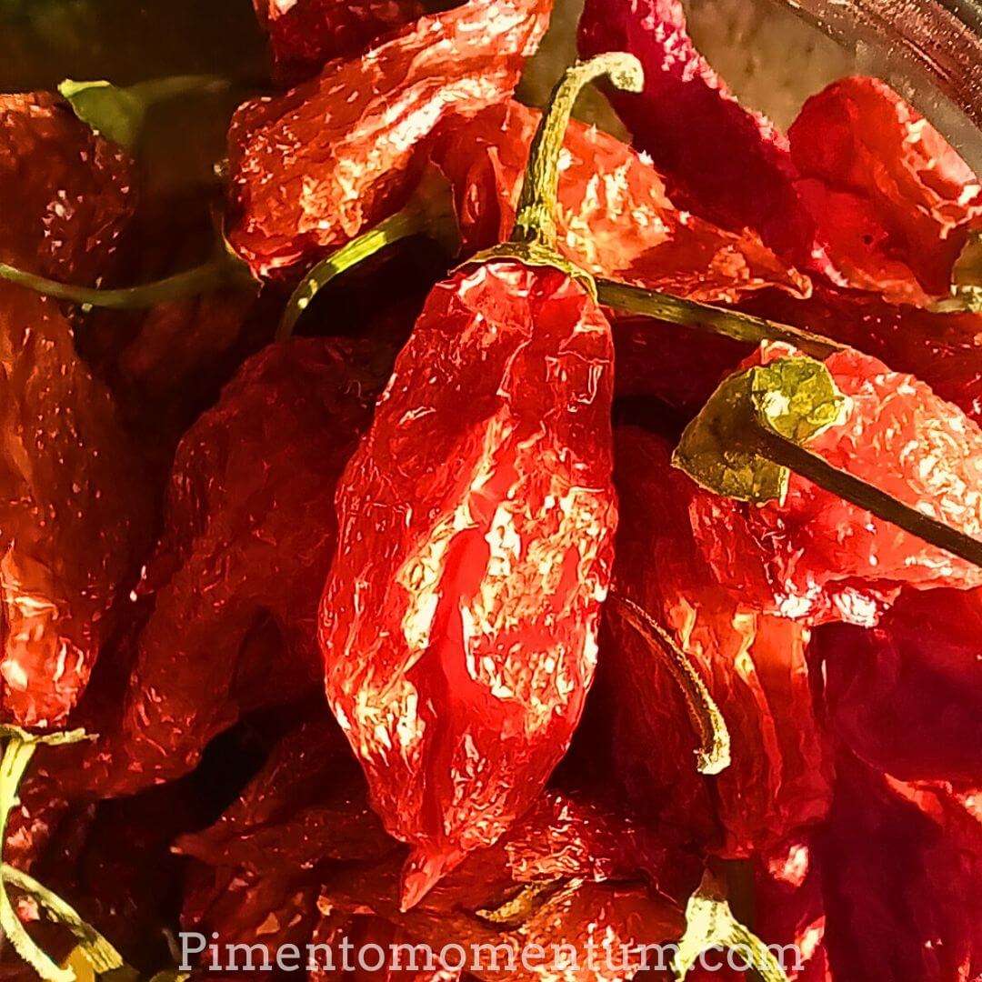Fatalii Rouge séché texture caractéristique - Piment africain 125-325K SHU bio France