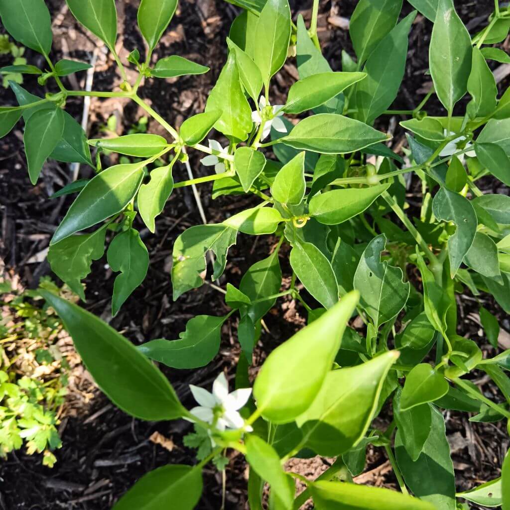 Plant de piment de cayenne en fleur, plante bien verte , feuilles ensoleillées
