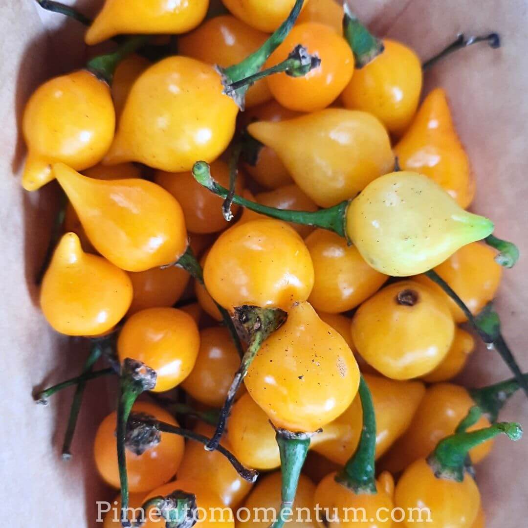 petite barquette de piments gouttes d'eau jaune - biquinho jaune du Besil - argriculture bioloique