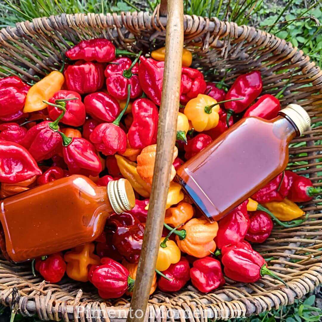 Coffret cadeau artisanal avec piments bio et sauces du Lot-et-Garonne – Pimento Momentum
