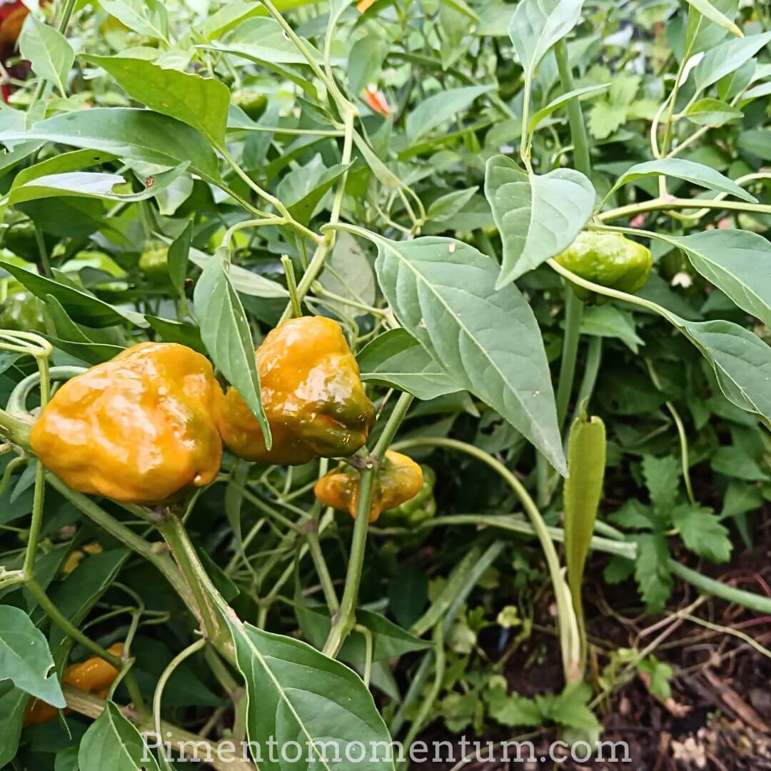 Piments Jamaican Mushroom en cours de maturation sur leur plante, avec des fruits passant du vert au jaune orangé.