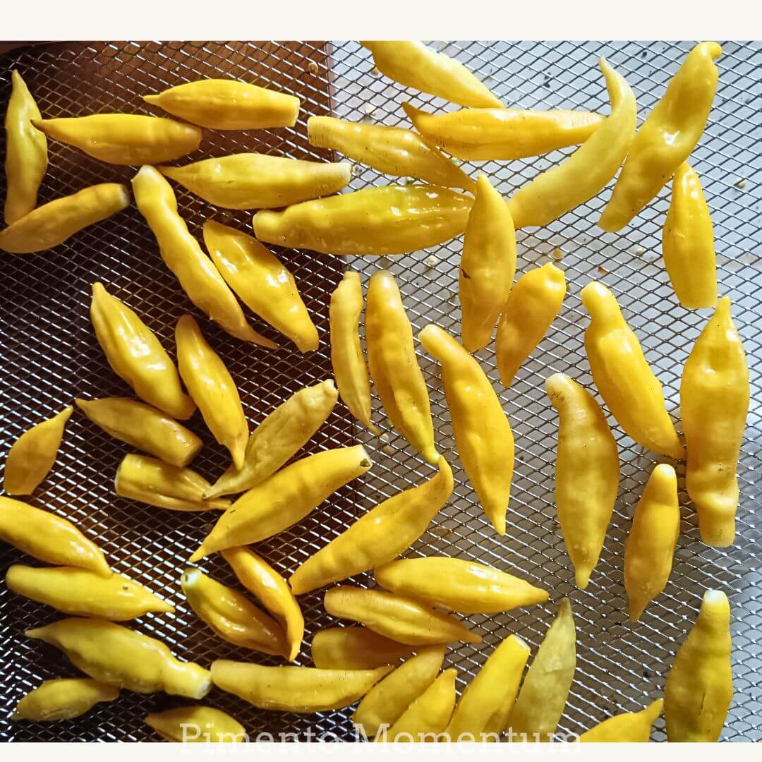 piment lemon drop frais couleur jaune citron, sur une grille de metal pour sechage lent à basse temperature, culture biologique et artisanale en lot et garonne