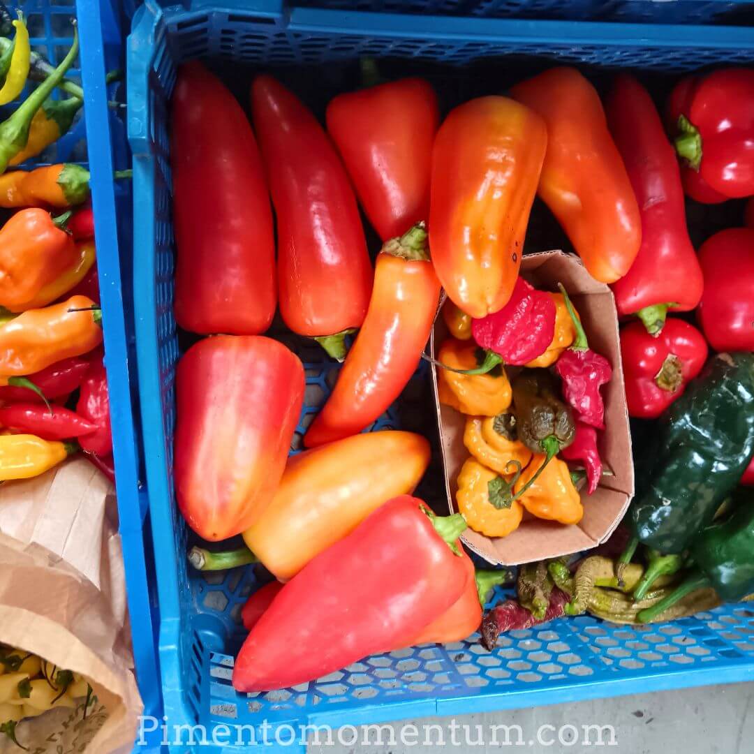 Récolte Paprika Szentesi pret à séché - artisanal - Production bio Lot-et-Garonne - Pimento Momentum