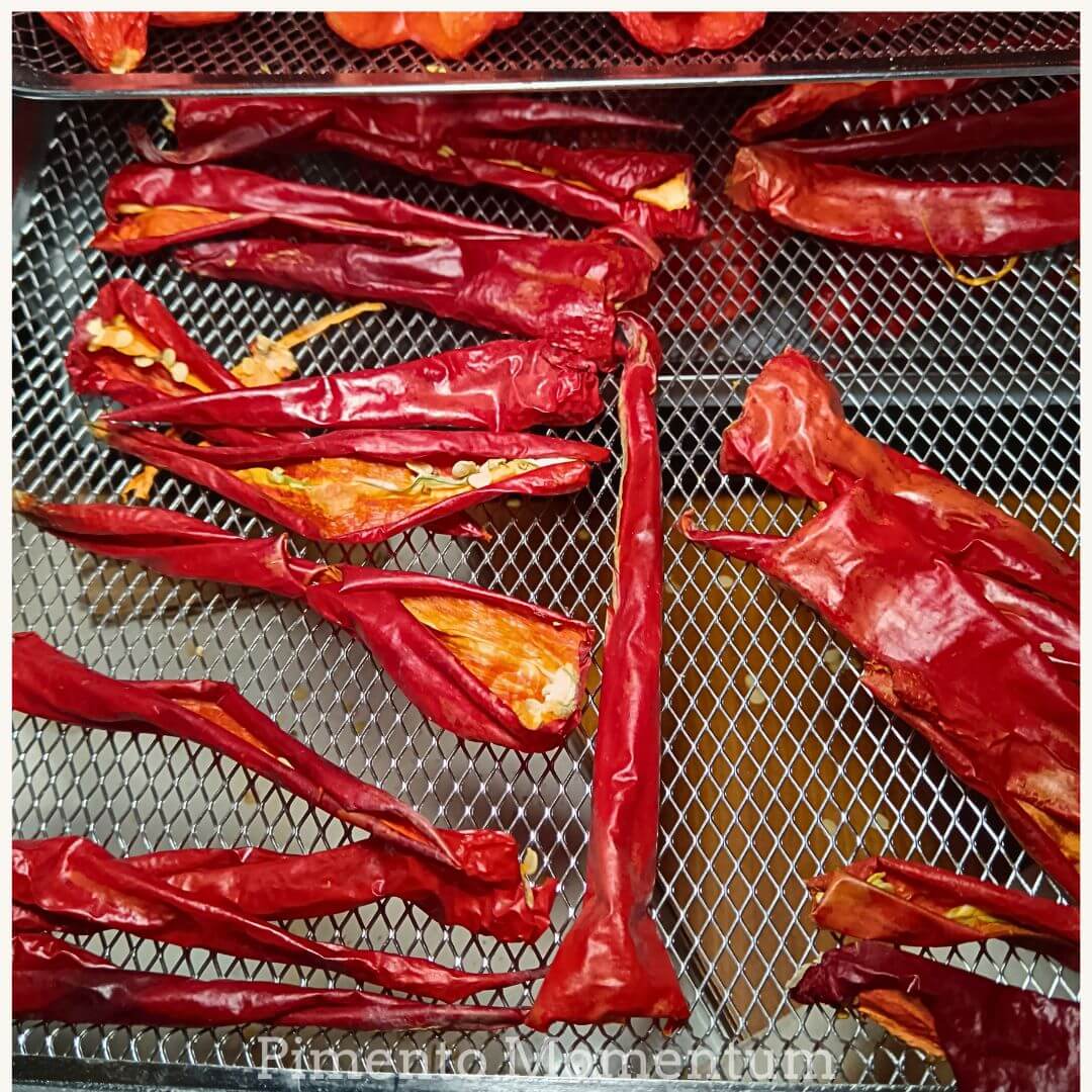 piment anaheim sec encore sur leur clayette de sechage, produit artisanal épicé français