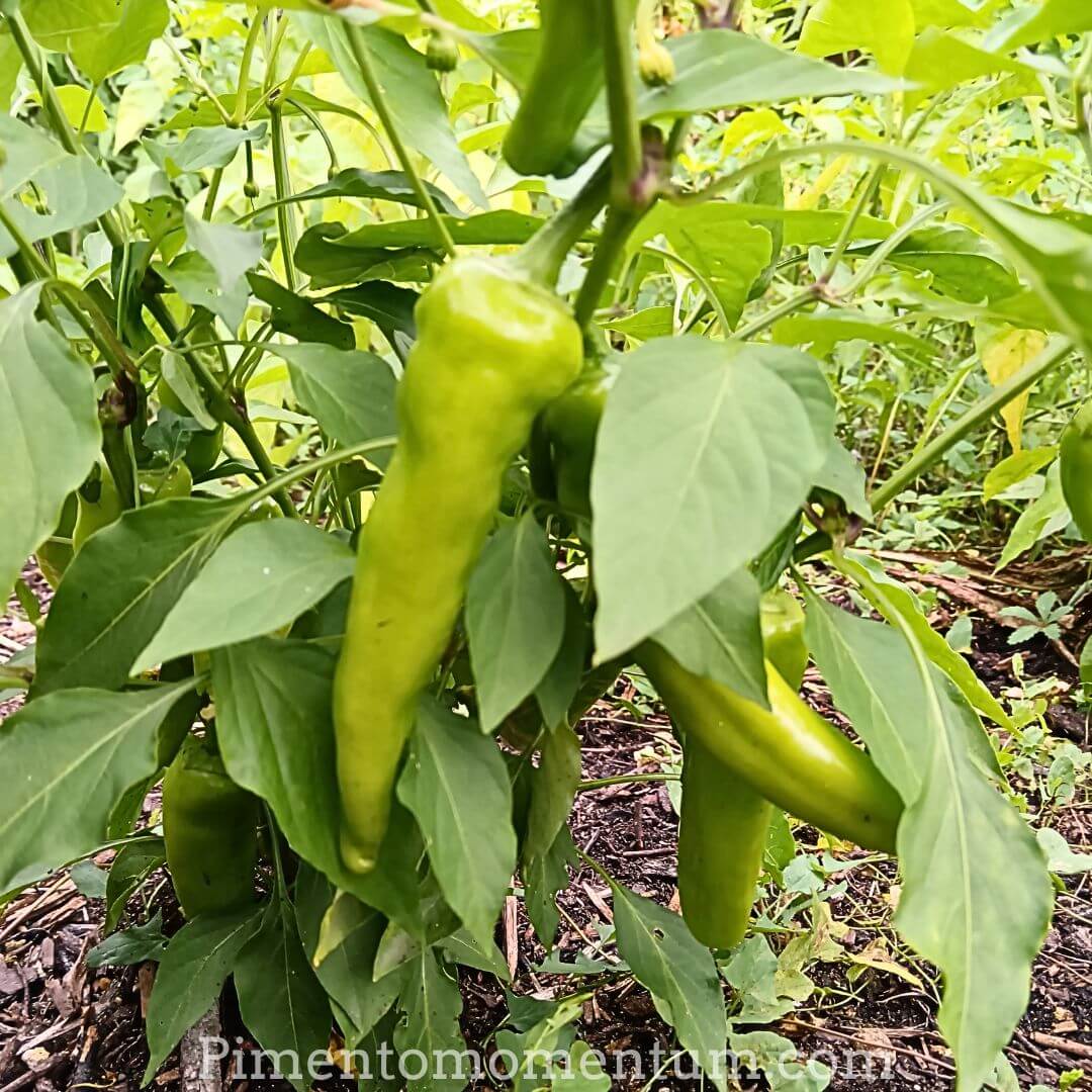 plant de piment anaheim vert immature - agriculture biologique lot et garonne
