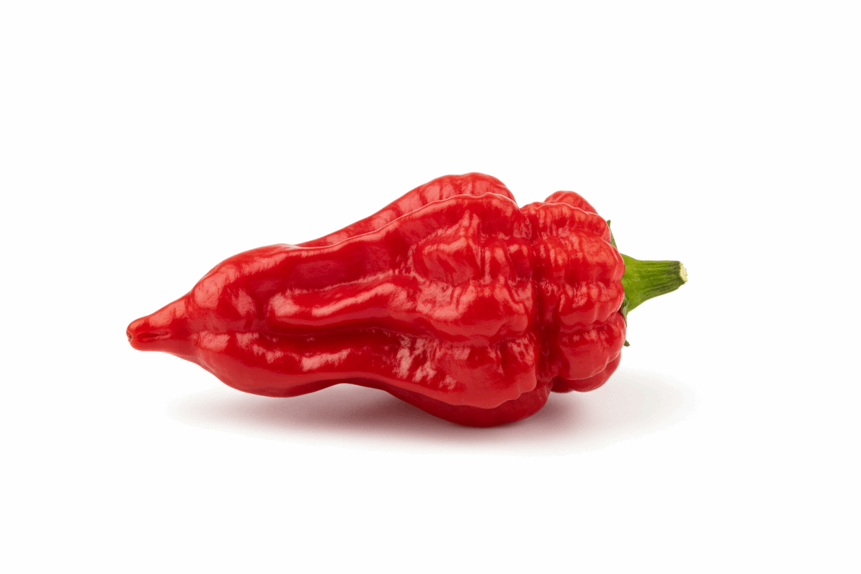 piment bhut jolokia rouge