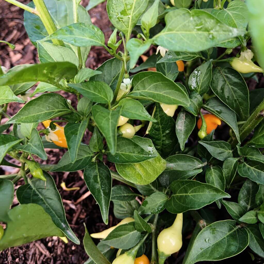 piment biquinho rouge sur plantes, culture en place terre, début de saison