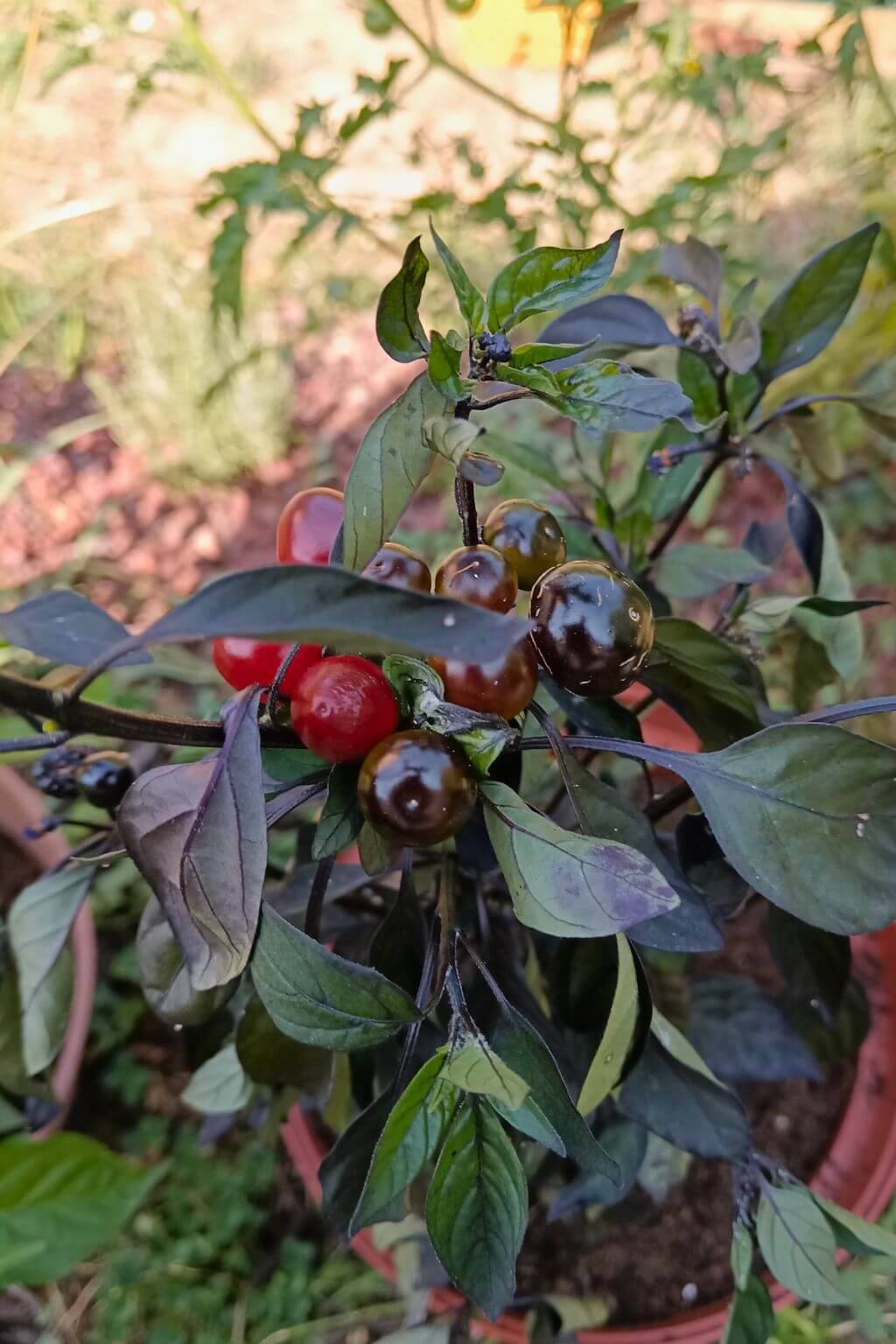 plant de piment black pearl, perle noir cultivée en pot. fruits noirs imatures et fruits rouges matures, feuille vert et pourpre.