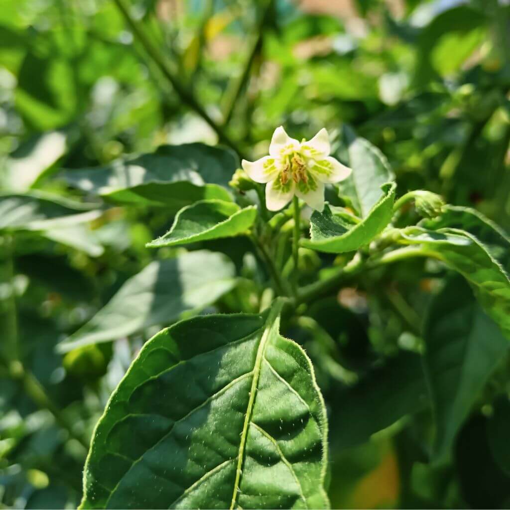 Fleur de piment baccatum blanche avec corolle verte
