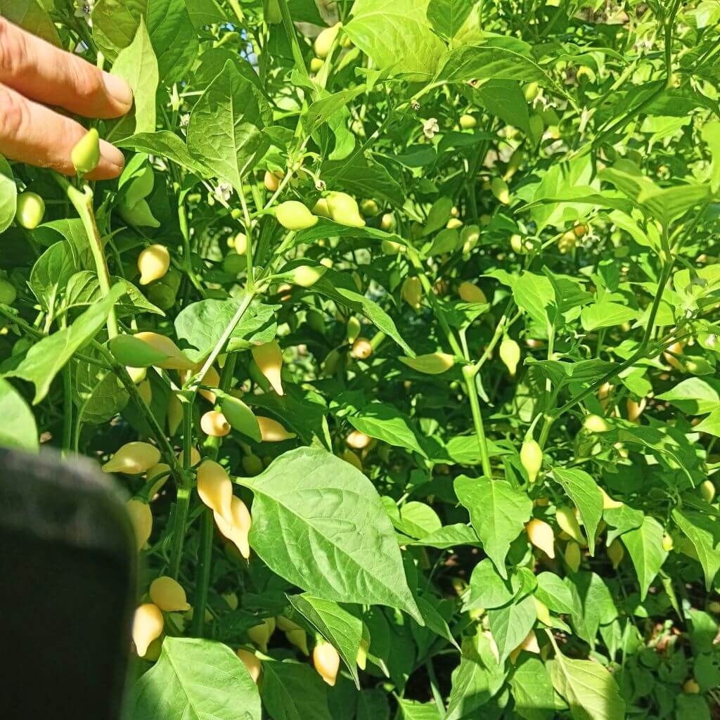 Jeune plant e piment coyote zan, dents de coyote Brésilien.