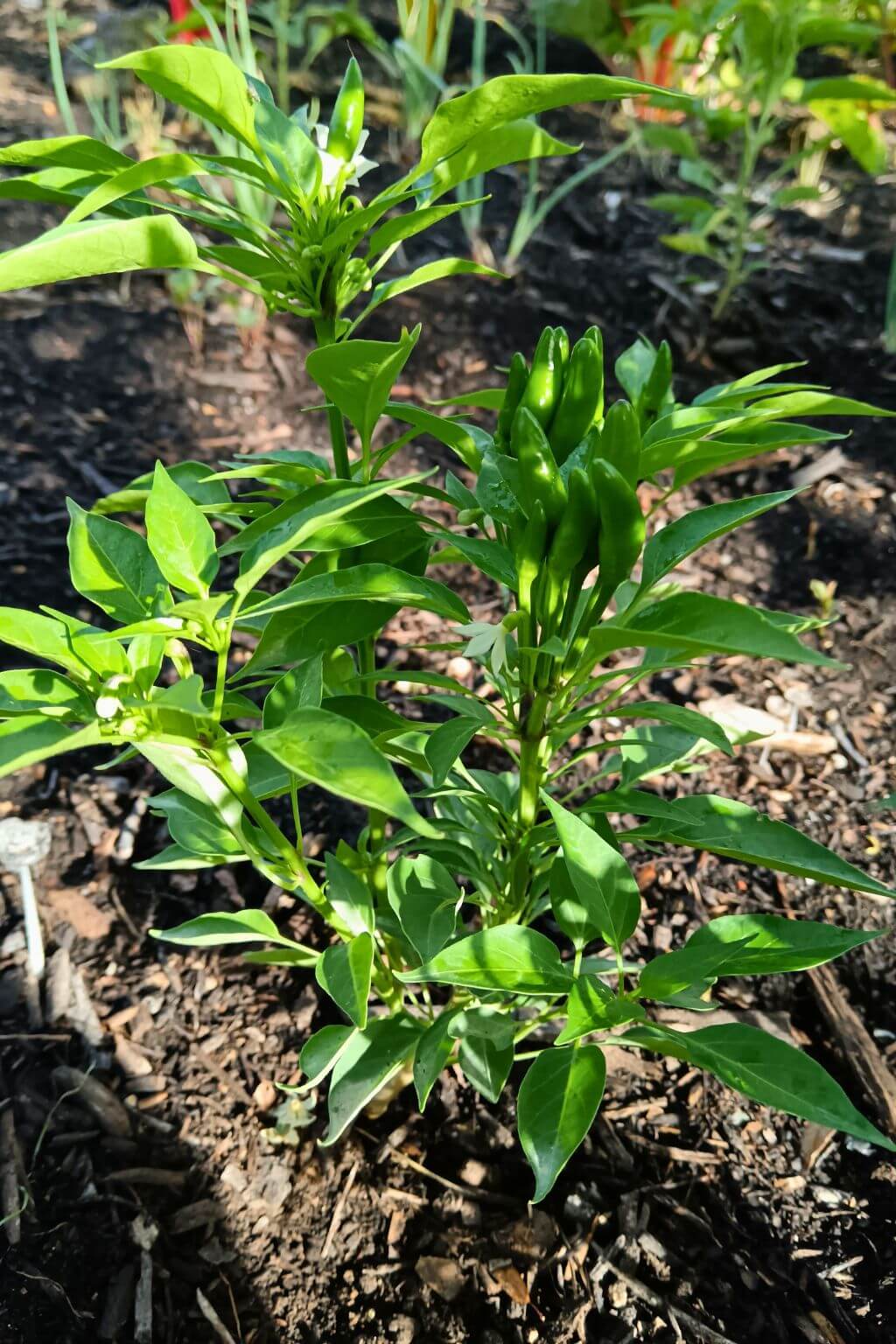 plant de piment fort etna, piment oiseau italien, plante naine, cultivée en pleine terre, paillage en brf.