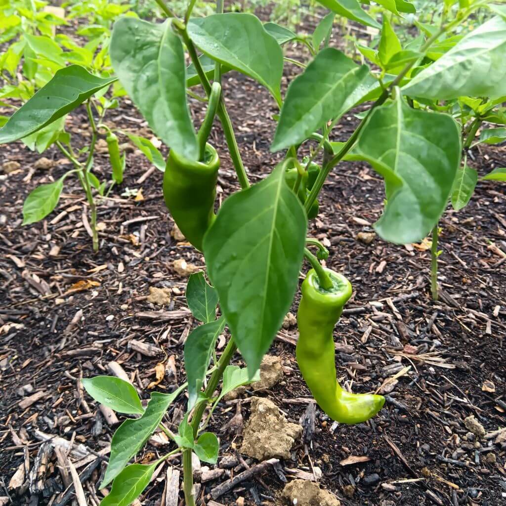 plants de piments friarello, originaire d'Italie, fruits verts, culture enpleine terre