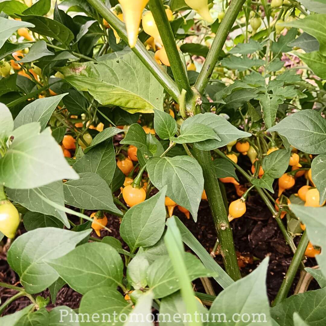 piment biquinho jaune sur la plante - pleine maturité pour la récolte - argriculture biologique - beaucoup de fruits sucrés et légèrement piquants