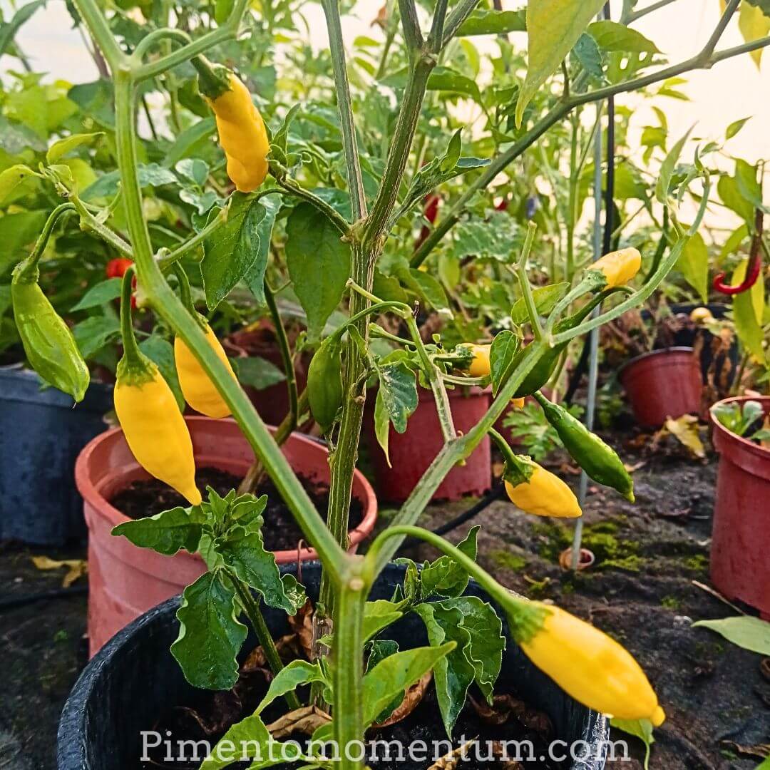 Plant de piment Lemon Drop cultivé en pot avec multiples fruits jaune citron mûrs, production bio artisanale jardin