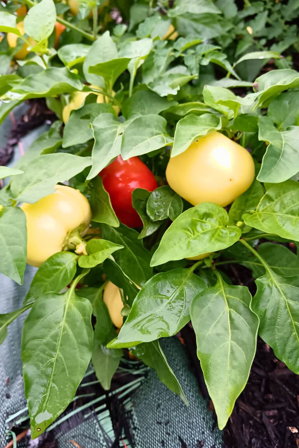 plant de piment alma, paprika hongrois, rouge et blanc , fruit mûrs et imatues.