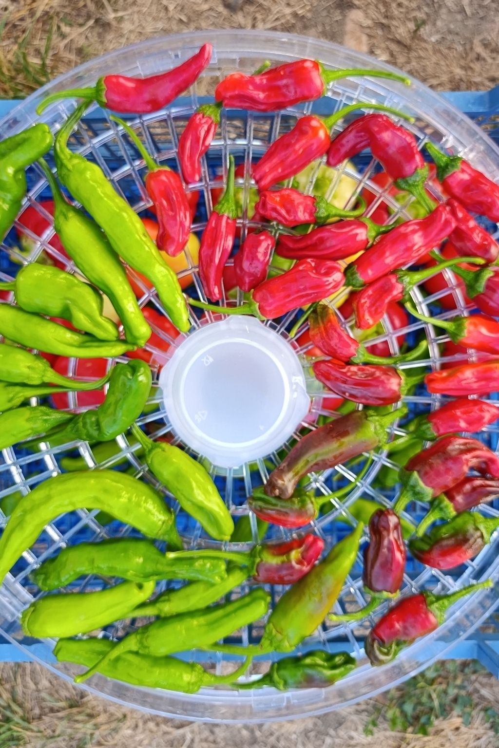 Récolte de piments Shishito verts et rouges de différents stades de maturité.