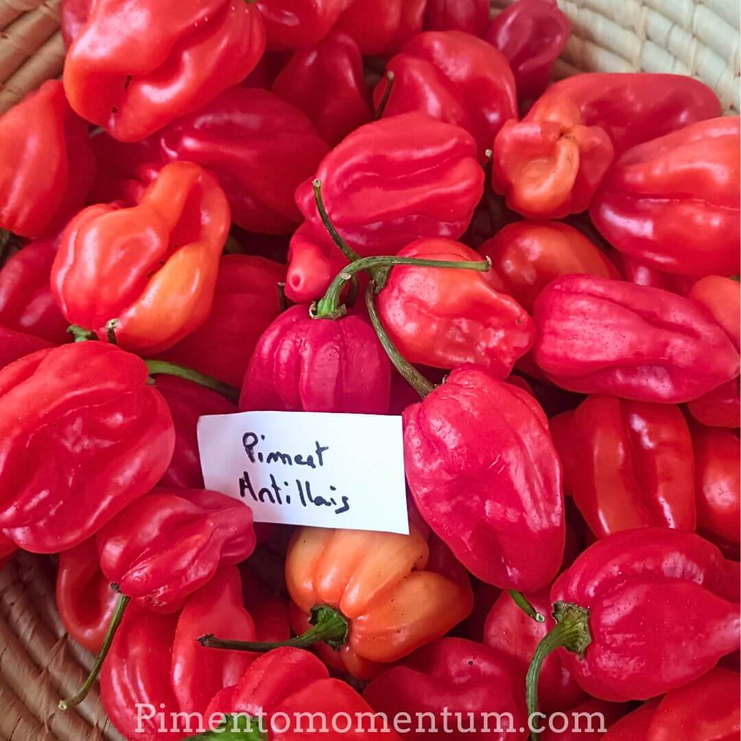panier de piments antillais bondamanjacques rouges et frais