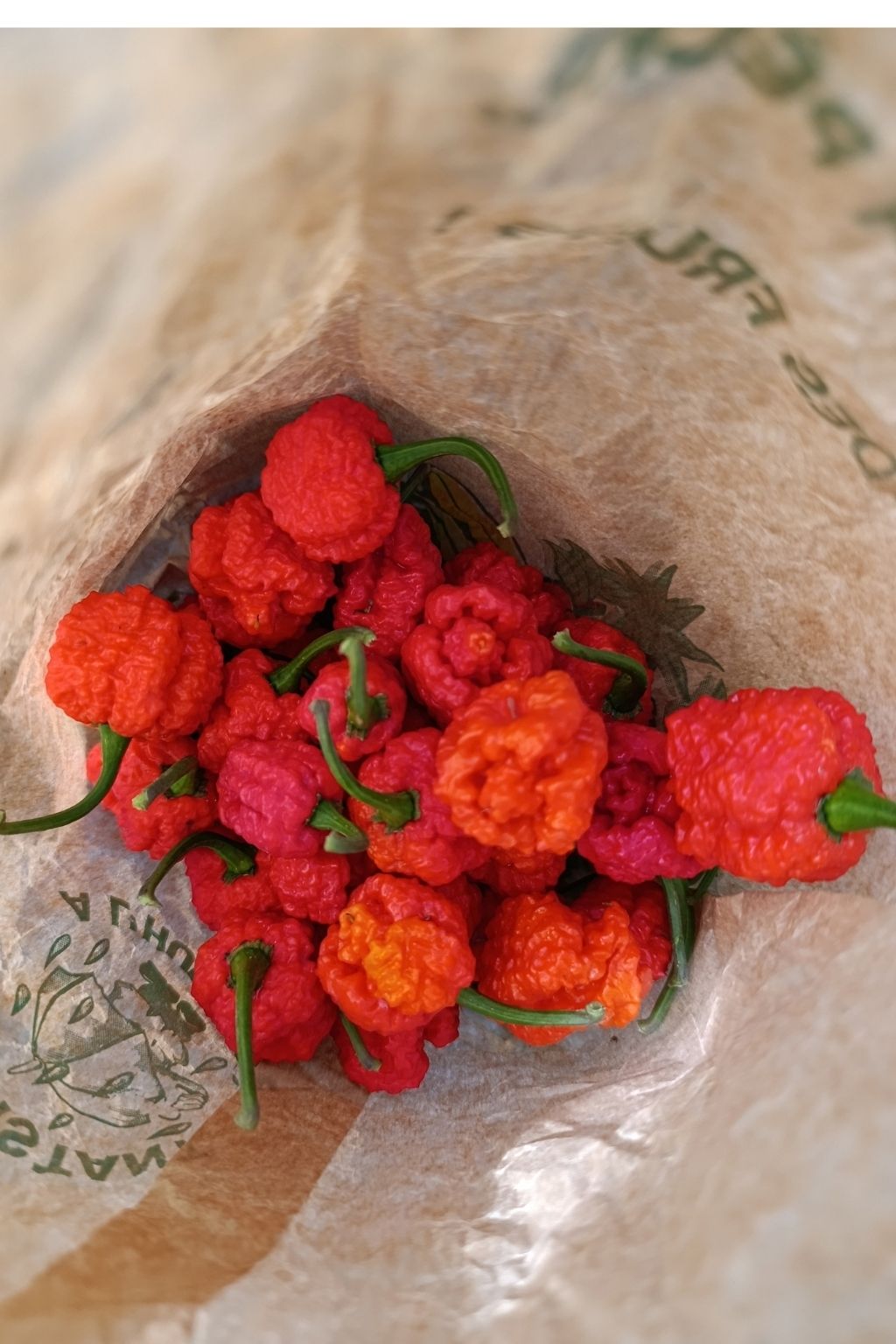 Frische Bio-Chili La Fournaise - 70g