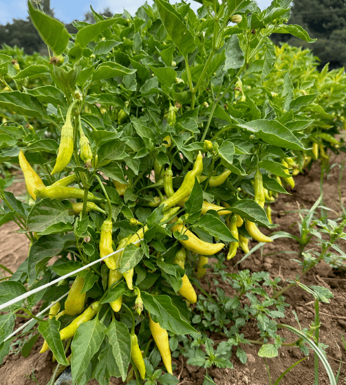 piment aji amarillo sur plants fruits verts imatures