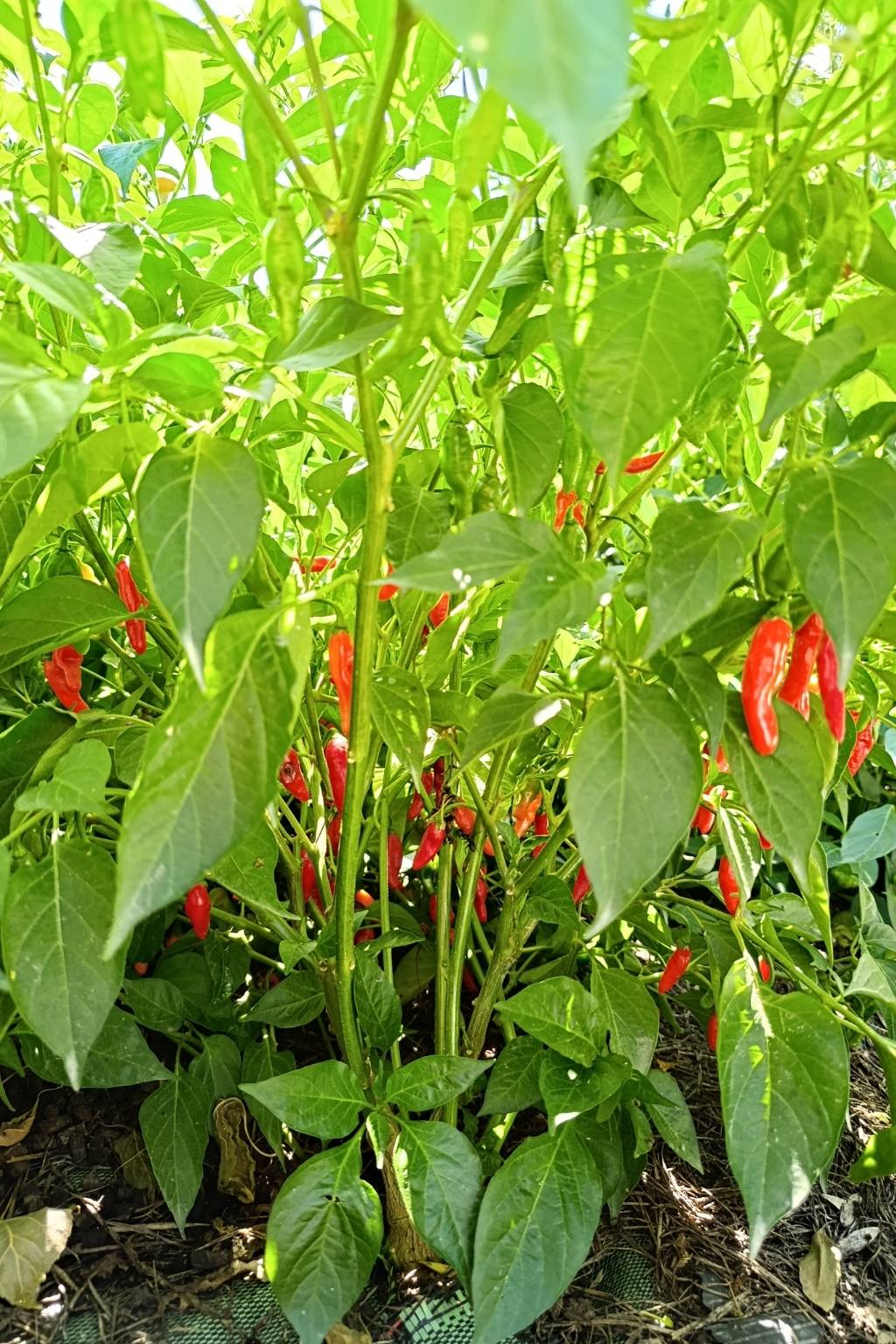 Graines Pot-a-Nada Bio - Piment sans piquant - 15 graines