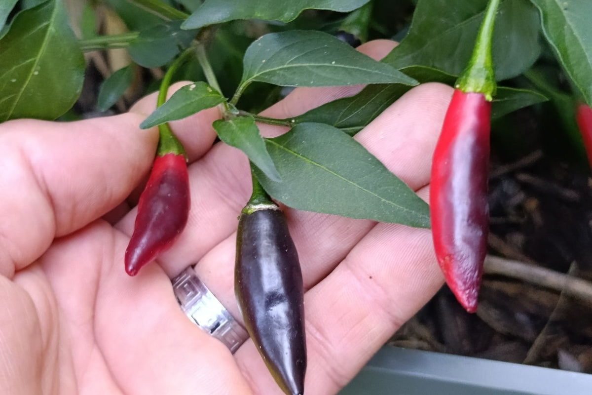 Bio-Serrano-Violett-Samen - Dekorativer mexikanischer Chili - 15 Samen