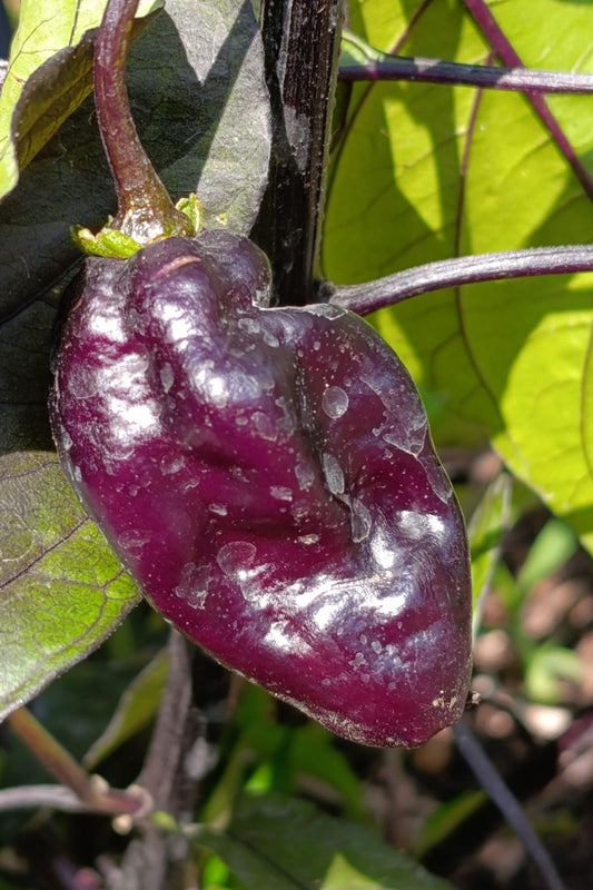 Fruit violet immature de Pimenta Lisa cultivé dans le Lot-et-Garonne en 2026