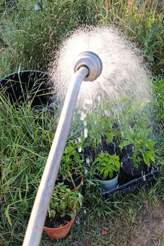 Arroser ses piments : il n'y a pas une seule bonne réponse