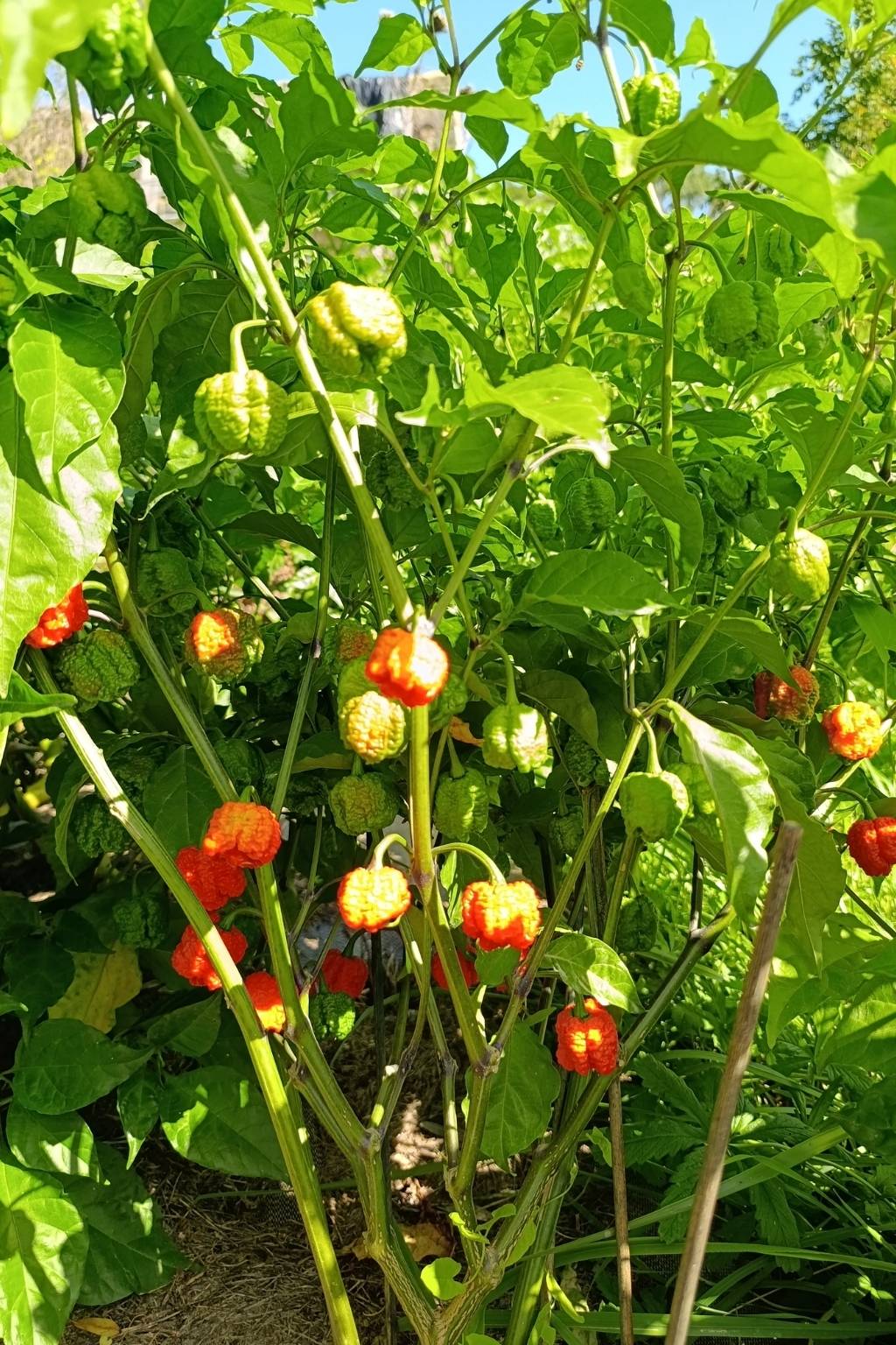 Plant de piment très productif chargé de nombreux fruits verts et rouges