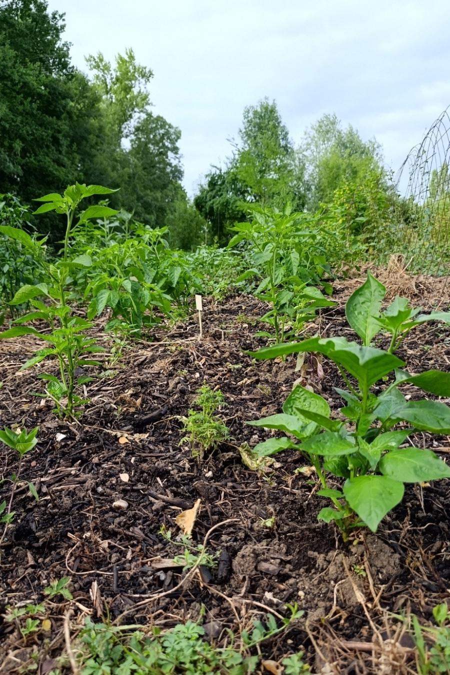 Culture du piment : guide expert pour comprendre vraiment comment ça pousse