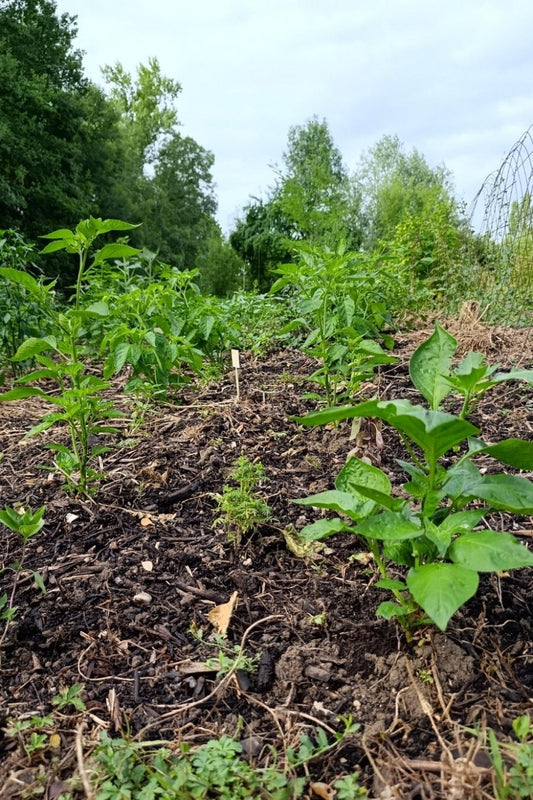 Culture du piment : guide expert pour comprendre vraiment comment ça pousse