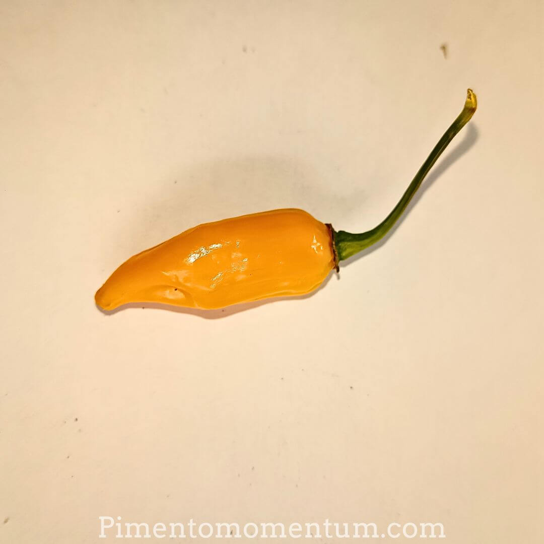 piment végétarien jaune, hot banana, piment doux