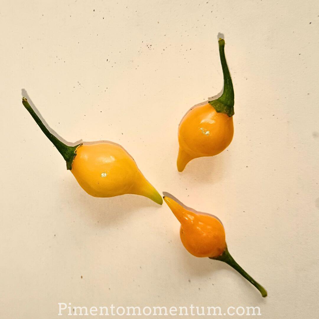 piment doux biquinho jaune - goutte d'eau du Bresil - doux et légèrement pétillants
