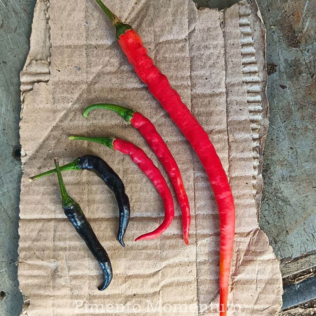 comparaison de tailles et couleurs, piment cayenne classique rouge, piment cayenne noir, piment cayenne long colombien, posés les uns a cooté des autres.