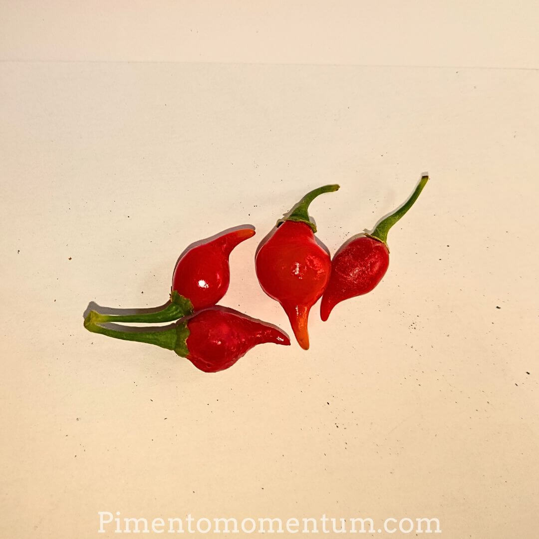 quatre piment goutte d'eau rouge - biquinho frais du lot et garonne - originaire du Brésil - pimento momentum