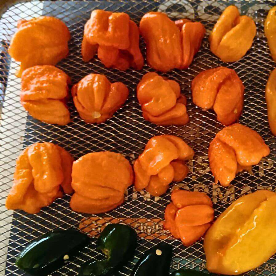 7 Pot Peach Brain en cours de séchage - Production artisanale édition limitée bio