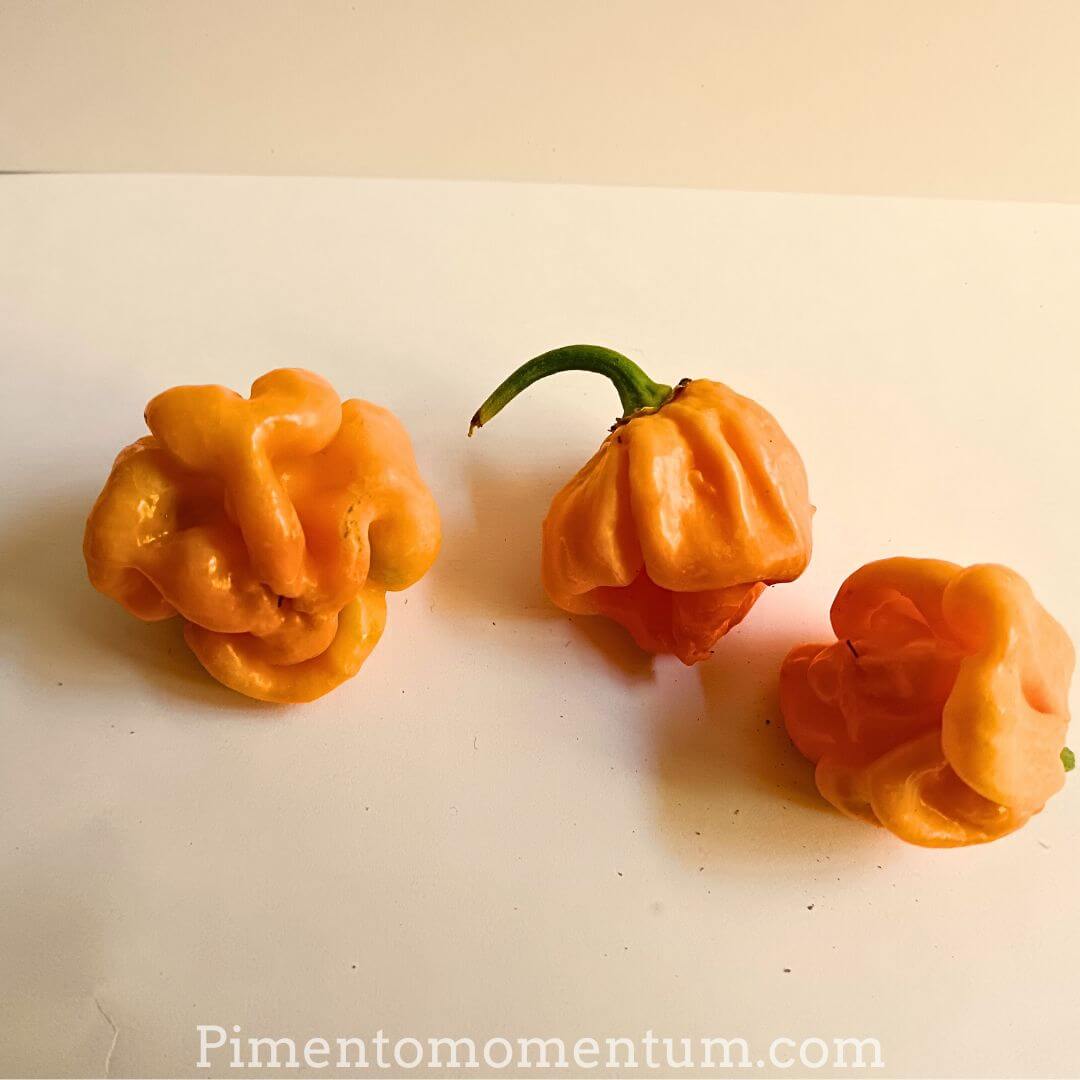 7 Pot Peach Brain couleur pêche pastel - Variété chromatique ultra-rare Pimento Momentum