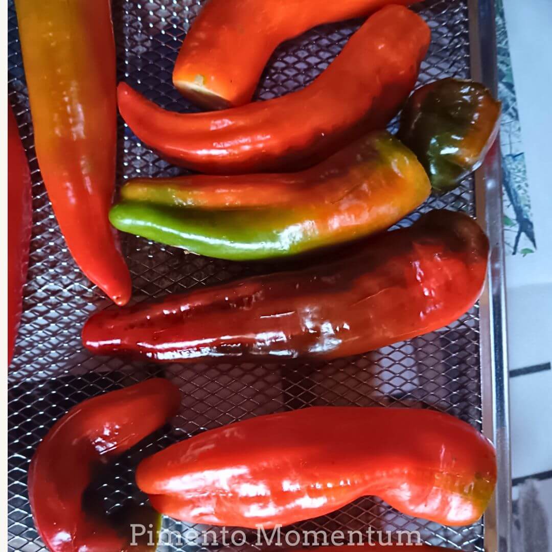 piment friarello posés sur une grille pour aller au séchage lent et continue