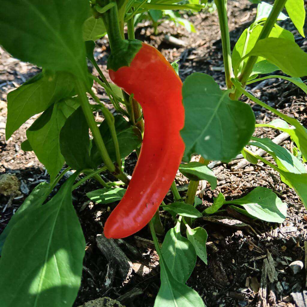 piment Friarello rouge sur la plante, culture en pleine terre