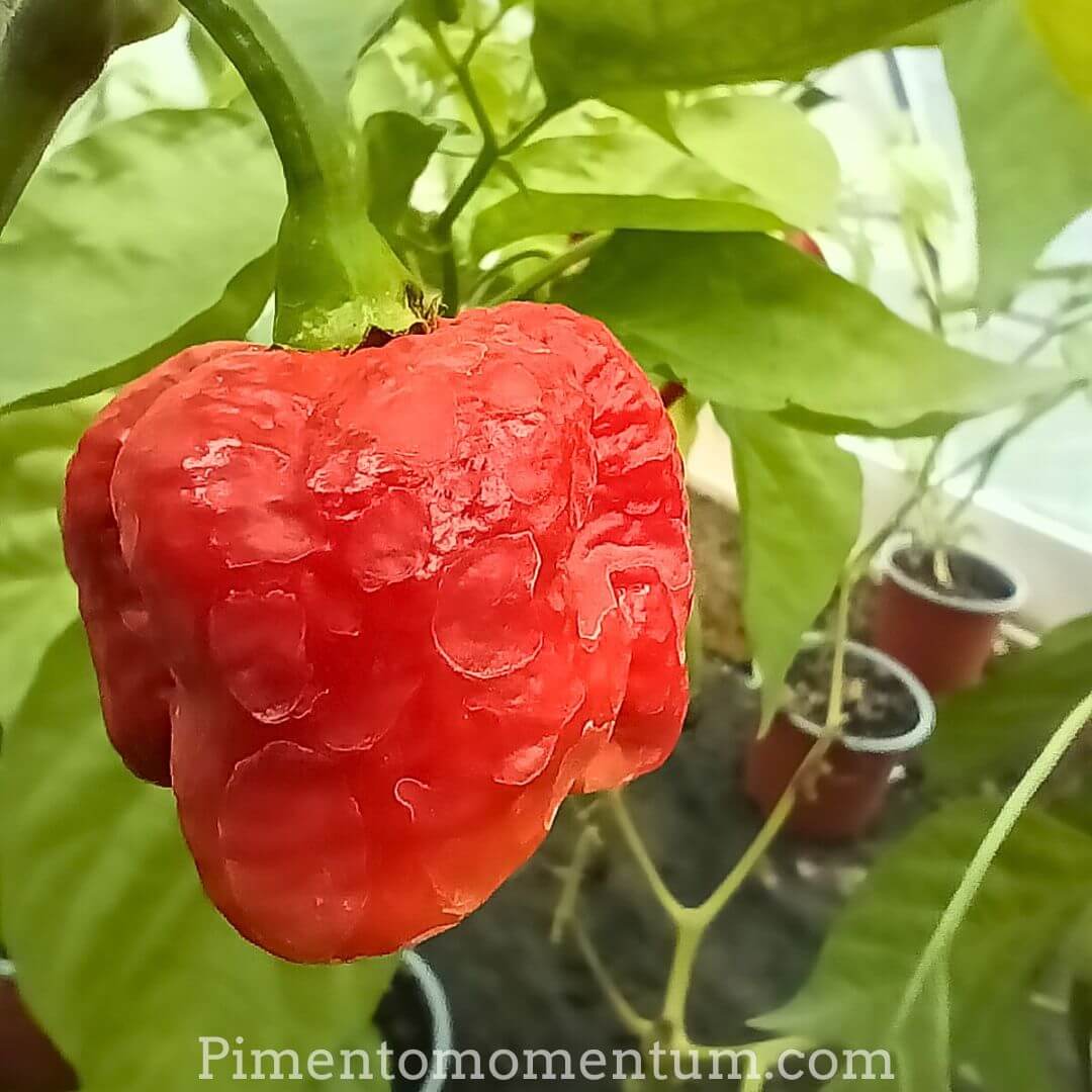 Trinidad Moruga Scorpion sur plant en culture - Piment champion du monde bio Lot-et-Garonne
