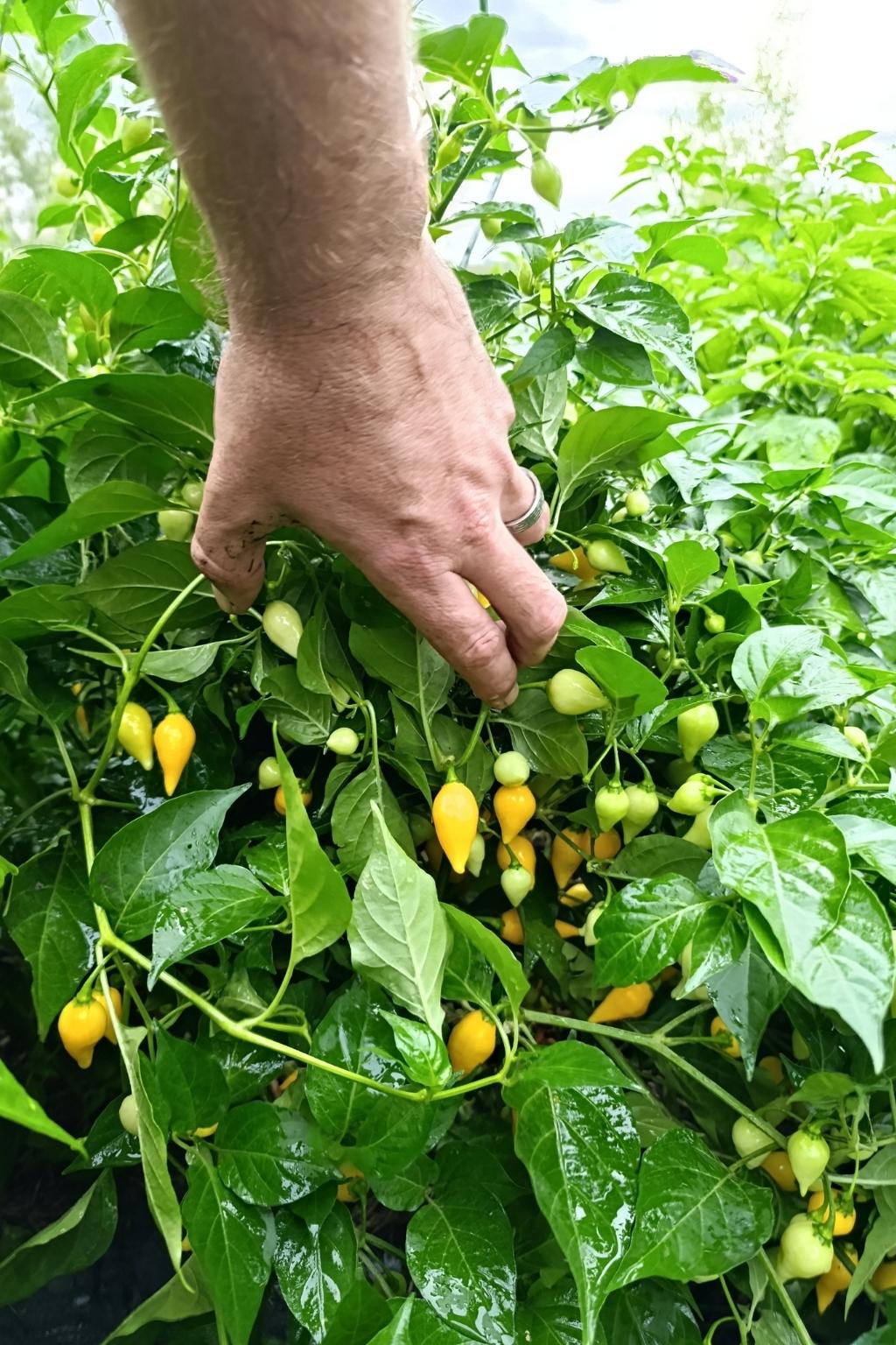 Graines VG Drop Jaune Bio - Piment sans piquant - 15 graines
