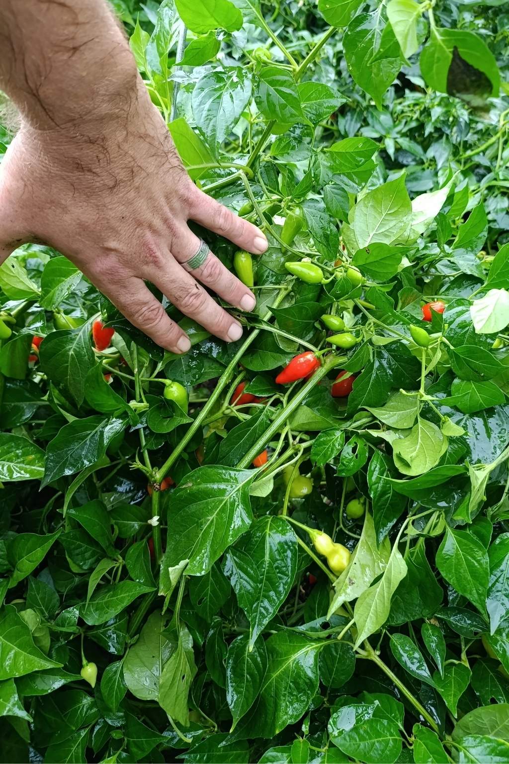 Graines VG Drop Rouge Bio - Piment sans piquant - 15 graines