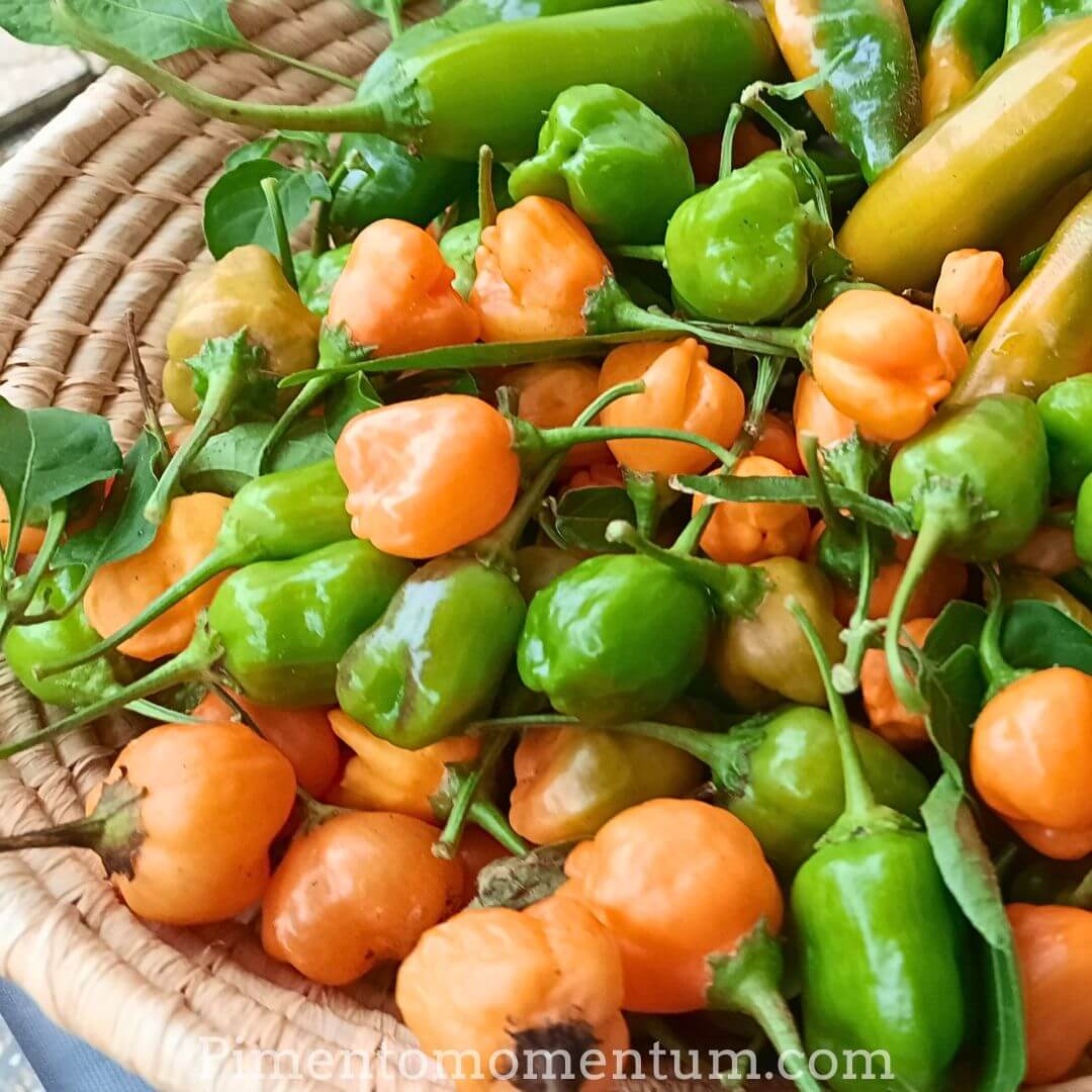 Aji Mango multicolores dans panier - Piments péruviens orange et verts bio Pimento Momentum